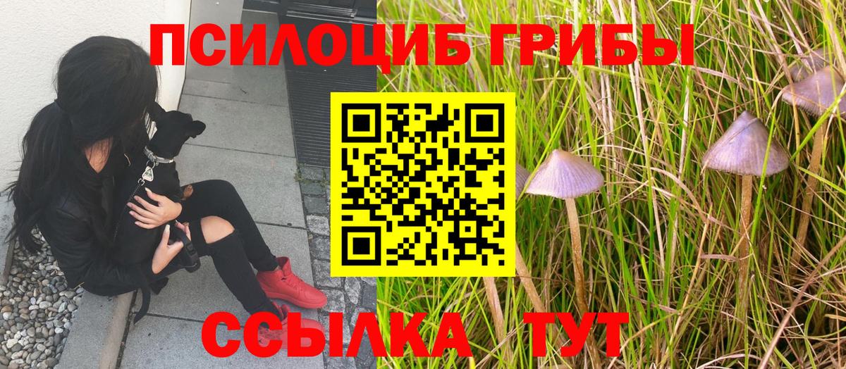 Псилоцибиновые грибы мухоморы Новозыбков